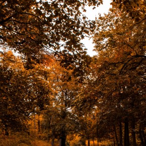 Krzysztof Jaworski-5